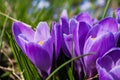 Purple Crocus Closeup