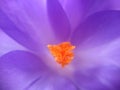 Purple crocus closeup