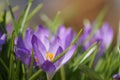 Purple Crocus Cluster Royalty Free Stock Photo