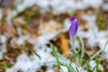 Purple crocus coming up early spring with snow on the ground Royalty Free Stock Photo