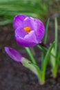 Purple Crocus With Delicate Petals And Bud Royalty Free Stock Photo