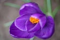 Purple Crocus With Delicate Petals And Yellow Stamens Royalty Free Stock Photo