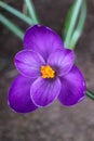 Purple Crocus With Delicate Petals And Yellow Stamens Royalty Free Stock Photo