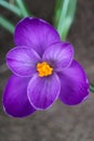 Purple Crocus With Delicate Petals And Yellow Stamens Royalty Free Stock Photo