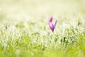 Purple crocus and early morning grass Royalty Free Stock Photo