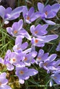 Purple Crocus Eary spring flowers