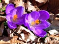 Purple crocus with first bee of the year in detailed view