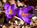 Purple crocus with first bumblebee of the year in detailed view Royalty Free Stock Photo