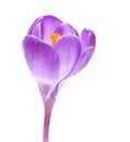 Purple crocus flower Royalty Free Stock Photo