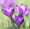 Purple Crocus flower Royalty Free Stock Photo