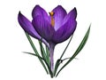 Purple crocus flower Royalty Free Stock Photo