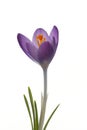 Purple Crocus Flower Royalty Free Stock Photo