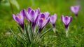 Purple crocus flower background wallpaper with beautiful green grass Royalty Free Stock Photo