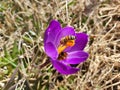 Purple Crocus flower with bee on dry meadow Royalty Free Stock Photo