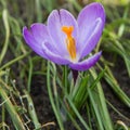 Crocus flower blooming Royalty Free Stock Photo