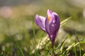 Purple crocus flower blooming Royalty Free Stock Photo