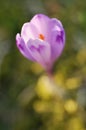 Purple crocus flower blooming Royalty Free Stock Photo