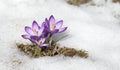 Purple crocus flower blooms against the backdrop of snow on a spring sunny day. Royalty Free Stock Photo