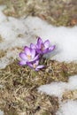 Purple crocus flower blooms against the backdrop of snow on a spring sunny day. Royalty Free Stock Photo