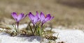 Purple crocus flower blooms against the backdrop of snow on a spring sunny day. Royalty Free Stock Photo