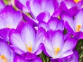 Purple crocus flower blossoms background Royalty Free Stock Photo