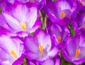 Purple crocus flower blossoms background Royalty Free Stock Photo