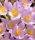 Purple crocus flower blossoms background Royalty Free Stock Photo