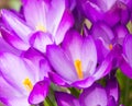 Purple crocus flower blossoms background Royalty Free Stock Photo