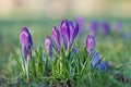 Purple crocus flower blossoms Royalty Free Stock Photo