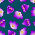 Purple Crocus Flower on Blue Indigo Background. Vector Illustration Royalty Free Stock Photo