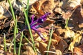 Purple crocus flower on clear sunny day. Fresh spring crocus close-up. Spring concept Royalty Free Stock Photo