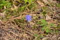 Purple crocus flower close up in dry grass Royalty Free Stock Photo