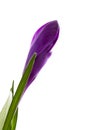 Purple Crocus flower in closeup Royalty Free Stock Photo