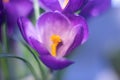 Purple crocus flower closeup Royalty Free Stock Photo