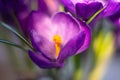 Purple crocus flower closeup Royalty Free Stock Photo