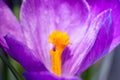 Purple crocus flower closeup Royalty Free Stock Photo