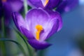 Purple crocus flower closeup Royalty Free Stock Photo