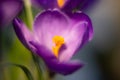 Purple crocus flower closeup Royalty Free Stock Photo