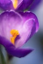 Purple crocus flower closeup. Vertical photo Royalty Free Stock Photo