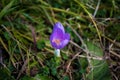 Purple crocus flower in the dew Royalty Free Stock Photo