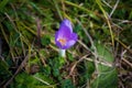 Purple crocus flower in the dew Royalty Free Stock Photo