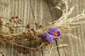 Purple crocus flower in dry wreath