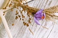 Purple crocus flower in dry wreath