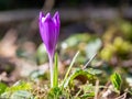 Purple crocus flower in Early Spring in a local park Royalty Free Stock Photo