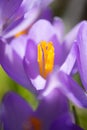 Purple crocus flower at the end of winter. Close-up shot Royalty Free Stock Photo