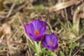 Purple crocus flower from flowerbulb during springtime Royalty Free Stock Photo