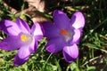 Purple crocus flower from flowerbulb during springtime Royalty Free Stock Photo