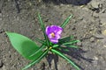 Purple crocus flower with green leaves, top view petals, pistil and stamens, growing on black earth Royalty Free Stock Photo