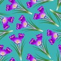 Purple Crocus Flower on Green Teal Background. Vector Illustration Royalty Free Stock Photo