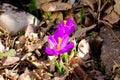 Purple crocus flower growing from dry leaves foliage and rocks close up photo. Spring natural background texture. Reborn